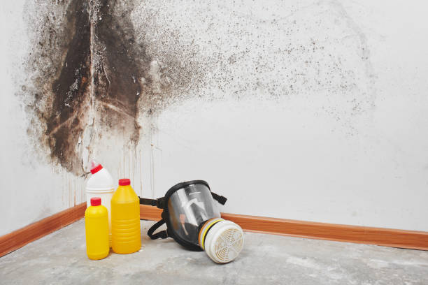 Best Attic Mold Removal  in Winthrop, IA
