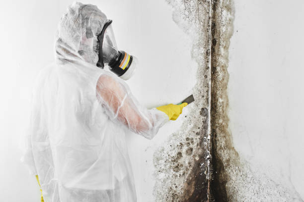 Best Professional Mold Removal  in Winthrop, IA