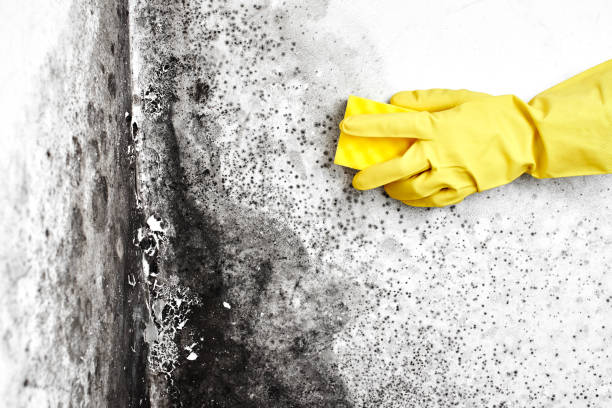 Best Mold Removal Company Near Me  in Winthrop, IA