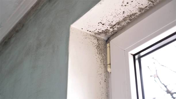 Best Home Mold Removal  in Winthrop, IA