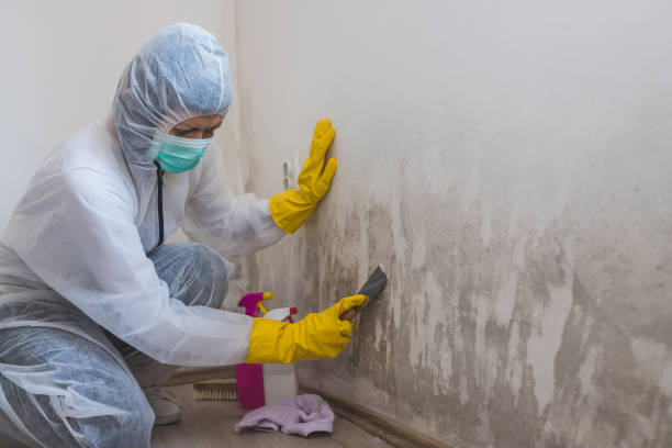 Best Commercial Mold Removal  in Winthrop, IA