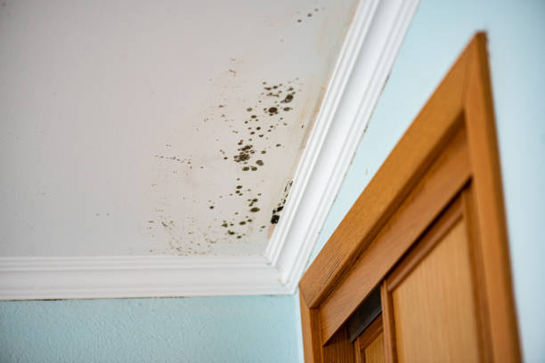 Best Professional Mold Removal  in Winthrop, IA