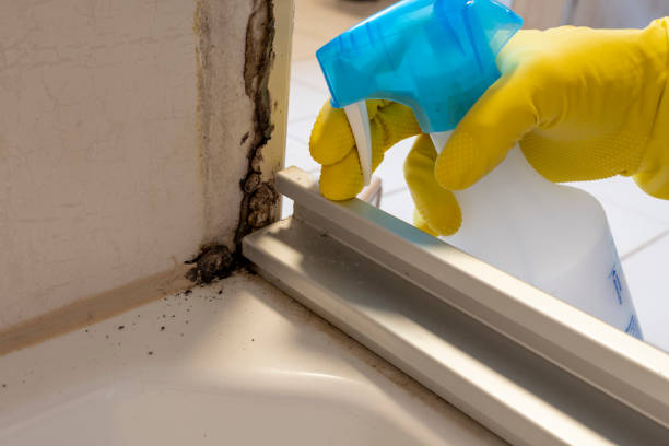 Attic Mold Removal in Winthrop, IA