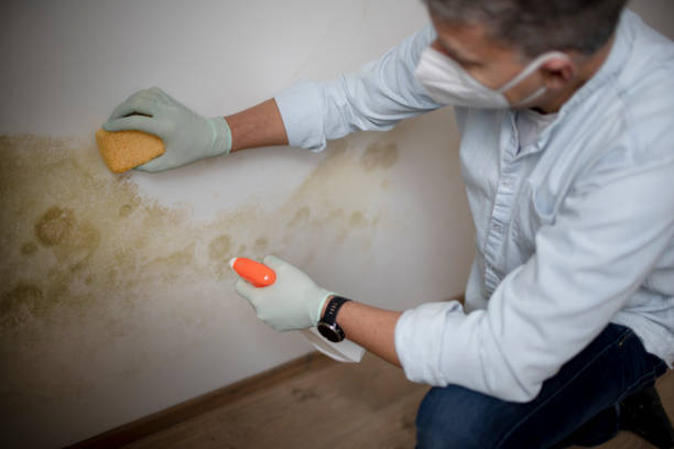 Best Residential Mold Removal  in Winthrop, IA