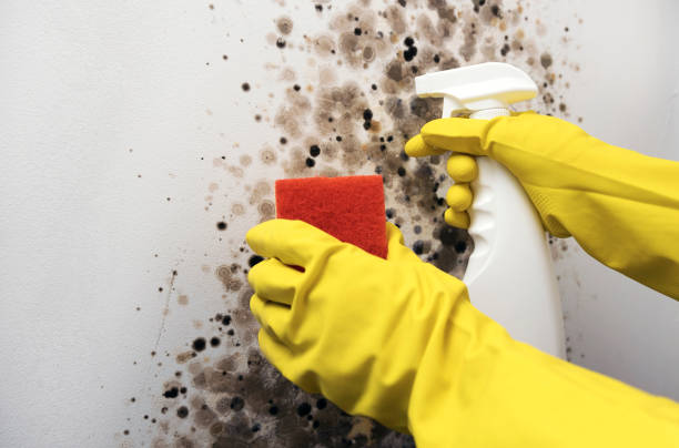 Best Emergency Mold Removal  in Winthrop, IA