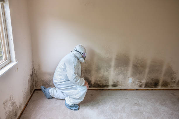 Best Office Mold Removal Services  in Winthrop, IA
